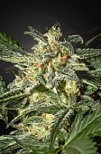 картинка White Widow Auto от магазина Semki