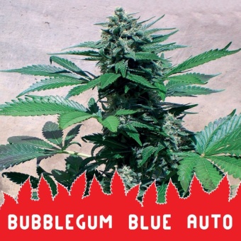 картинка Bubblegum Blue Auto от магазина Semki