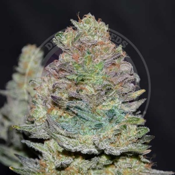 картинка Delicious Cookies Auto от магазина Semki
