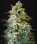 картинка Do-Si-Dos 47 Auto от магазина Semki