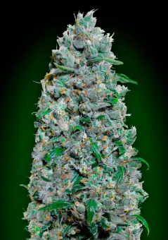 картинка Auto Afghan Mass XXL от магазина Semki