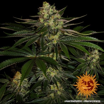 картинка Gorilla Zkittlez от магазина Semki