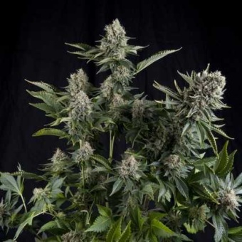 картинка White Widow от магазина Semki