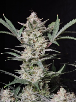 картинка Strawberry Gorilla Auto от магазина Semki