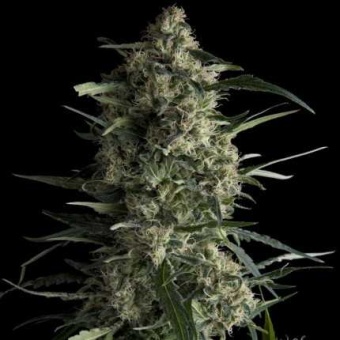 картинка Galaxy от магазина Semki