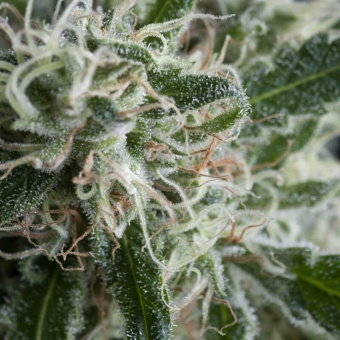 картинка Jack Herer Auto от магазина Semki