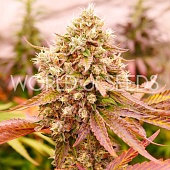 картинка Burger Kush от магазина Semki