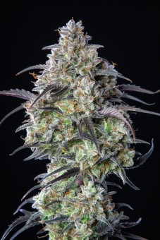 картинка Mimosa Cake Auto от магазина Semki