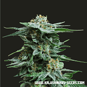 картинка AK Kush от магазина Semki