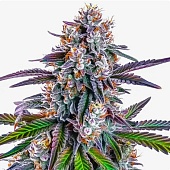 картинка GG Purple от магазина Semki