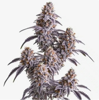 картинка Slurricane от магазина Semki