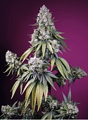 картинка Jealousy Z XL Auto от магазина Semki