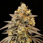 картинка Auto Biscotti Zkittlez от магазина Semki