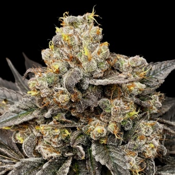 картинка Biscotti Zkittlez от магазина Semki