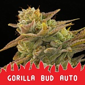 картинка Gorilla Bud Auto от магазина Semki