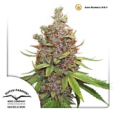 картинка Glueberry O.G. от магазина Semki