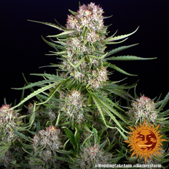 картинка Wedding Cake Auto от магазина Semki