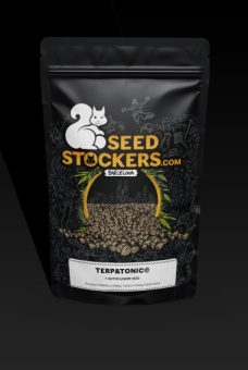 картинка Terp & Tonic Auto от магазина Semki