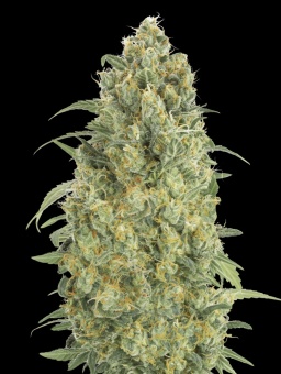 картинка Auto Strawberry Gum от магазина Semki
