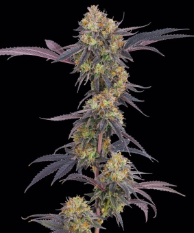 картинка Tropicana Cherry от магазина Semki