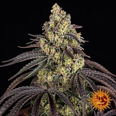картинка Kush Mintz от магазина Semki