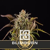 картинка Grizzly Purple Kush от магазина Semki