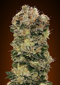картинка Auto Sweet Somango от магазина Semki