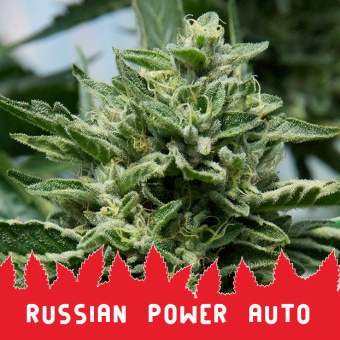 картинка Russian Power Auto от магазина Semki