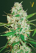 картинка Auto Red Russian XXL от магазина Semki