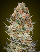 картинка Sweet Critical CBD от магазина Semki