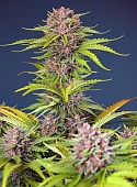 картинка Mimosa Bruce Banner XL Auto от магазина Semki