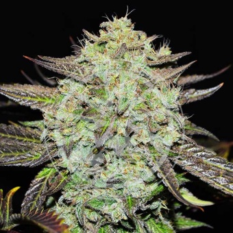 картинка Purple Mango Kush от магазина Semki