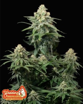 картинка Wedding Cheesecake Auto от магазина Semki