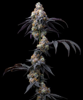 картинка Rainbow Sherbet от магазина Semki