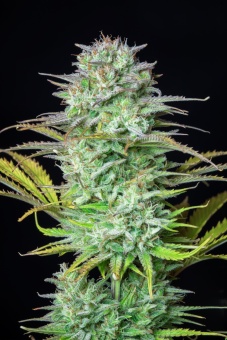 картинка Kosher Cake Auto от магазина Semki