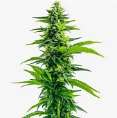 картинка Acapulco Gold от магазина Semki