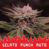 картинка Gelato Punch Auto от магазина Semki