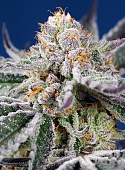 картинка Orange Apricot Glue XL Auto от магазина Semki